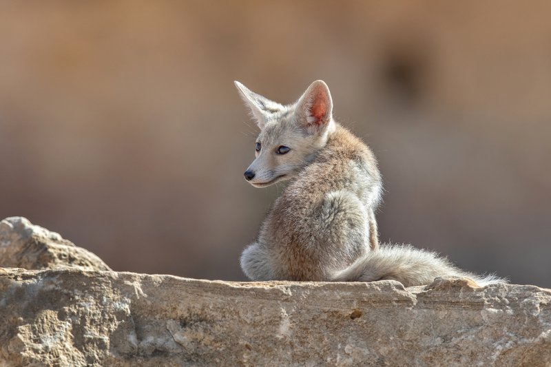 canon1dх mark2,canon600mmf4,israel,jerusalem,nature,wildnature,wildnaturephotography,дикая природа,иерусалим ,израиль, пётр рогов,фотограф,фотоохота,лисята,nature,иерусалим,jerusalem,wildnaturephotography,nakedplanet,natgeoyourshot,natgeo,bbcearth Лисёнок фото превью