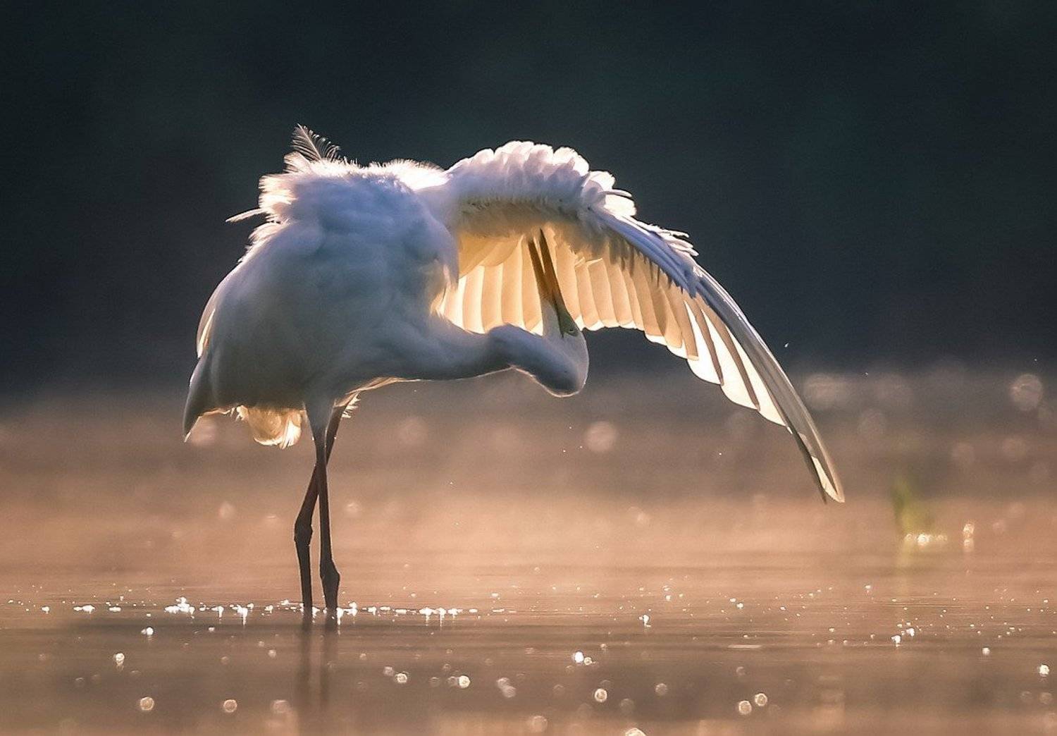 , Вячеслав Мищенко