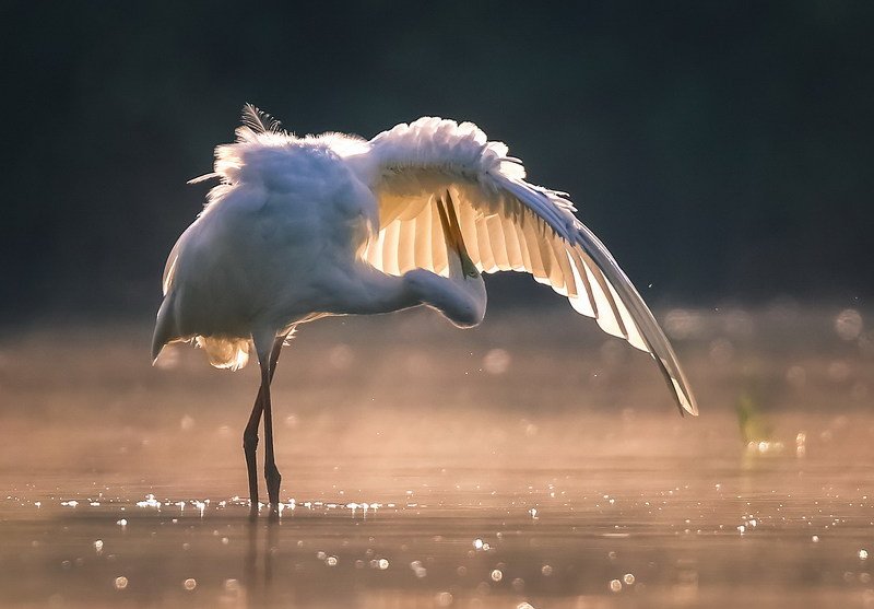 Причесон фото превью