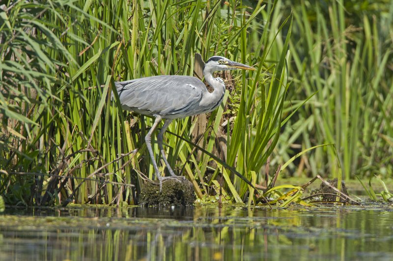 Серая и Белая. фото превью