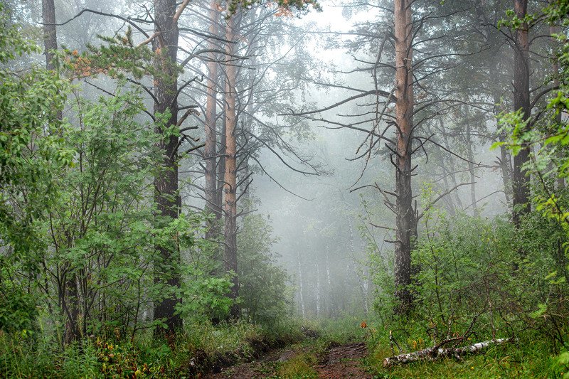 южный урал,оренбургская область, орск, новотроицк,башкирия, башкиртостан Лесная дорога! фото превью