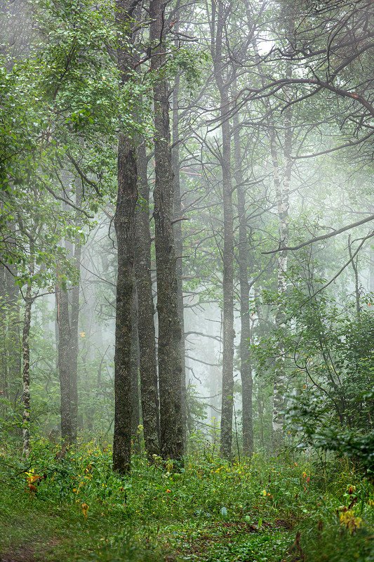 южный урал,оренбургская область, орск, новотроицк,башкирия, башкиртостан Лесная! фото превью