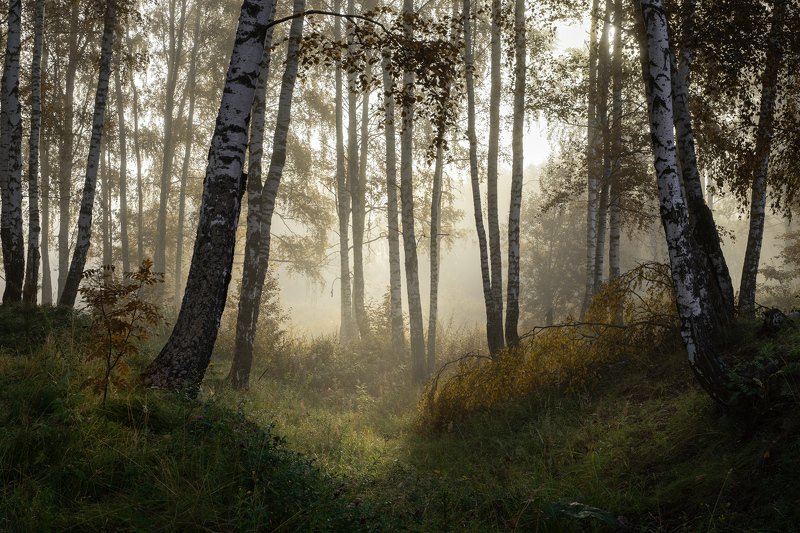 лес, деревья, туман, утро Туманный лес фото превью