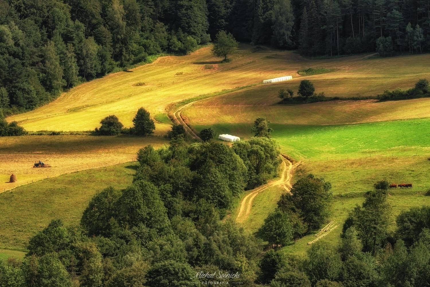 #summer #morning #sun #country #cow #beskids #mountains #wojkowa, Michał Sośnicki