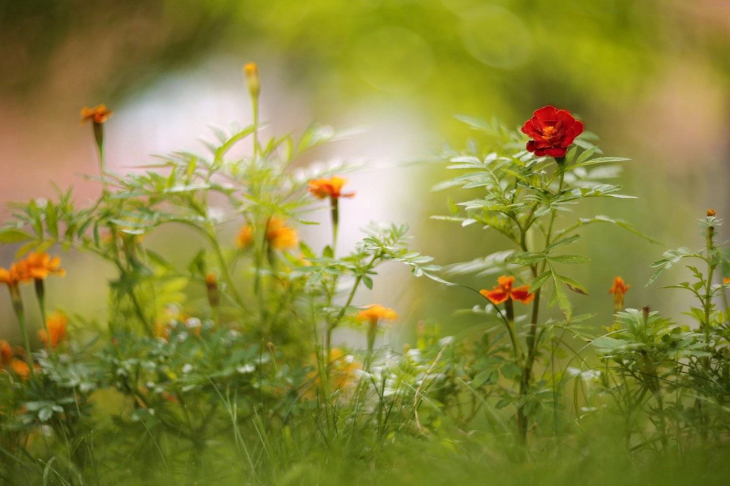 , Эдуард Колобошников