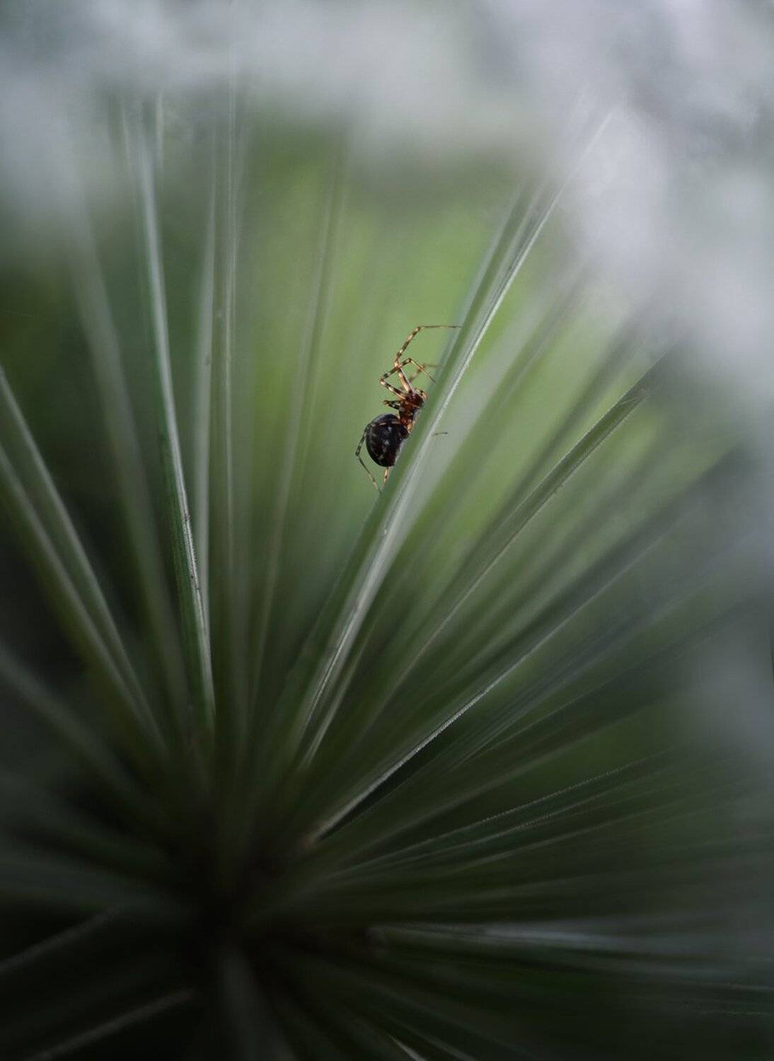 , Баранов Олег