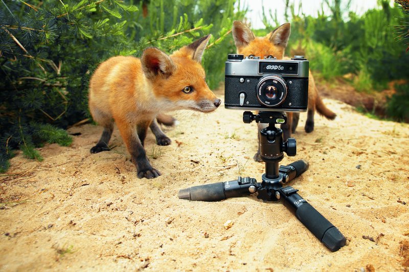 wildlife, fox, red fox, animals Wildlife photography фото превью