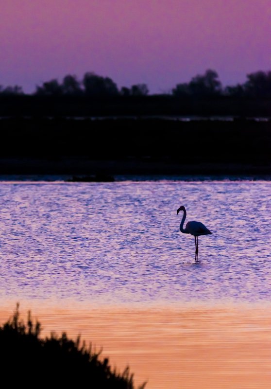 animals birds flamingo Camargue France sunrise colors water Flamingo and the colors of sunrise фото превью