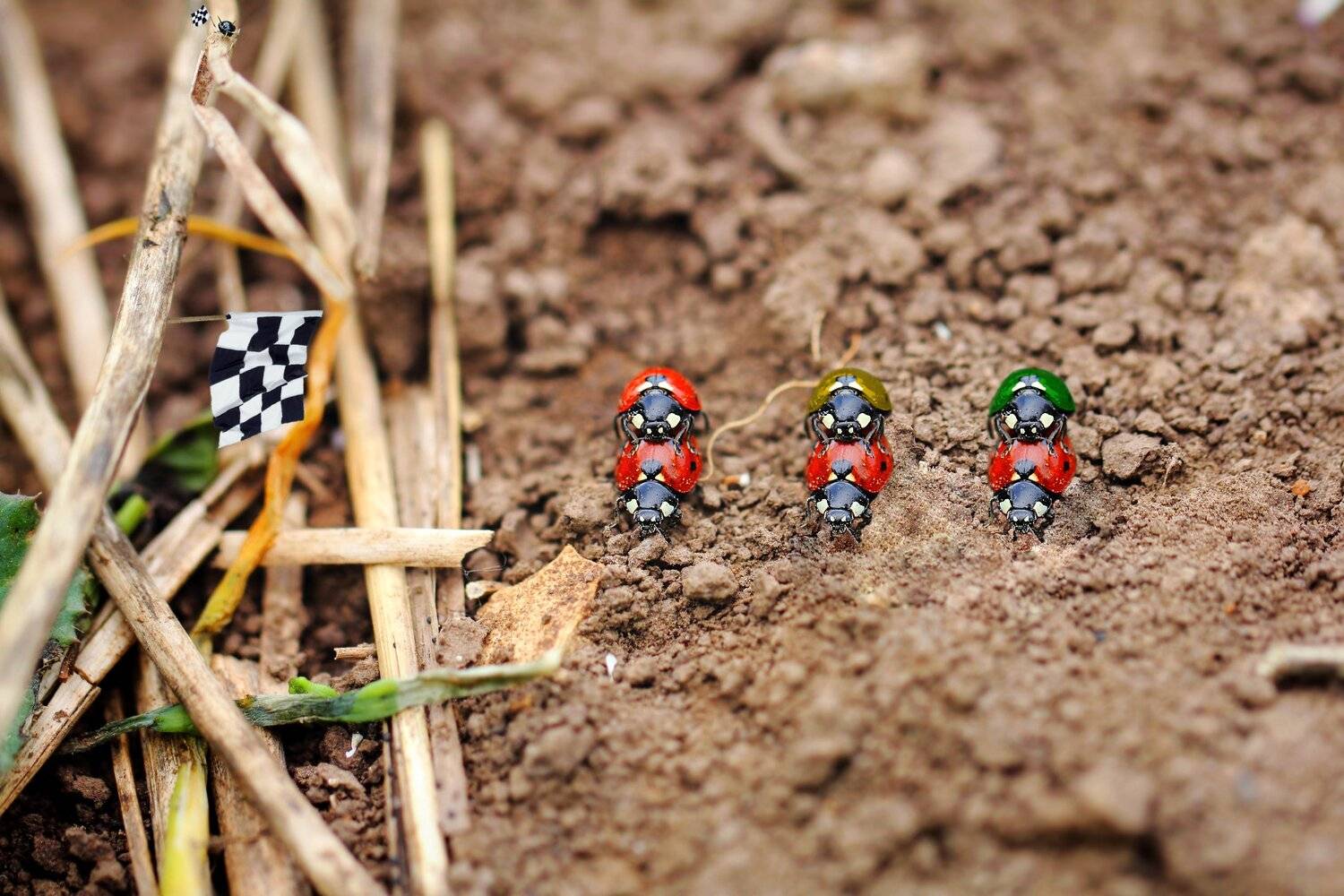 креатив, обработка, концепция, насекомые, букашки, concept, fineart, ladybugs, insects, races, Дмитрий Салтыков