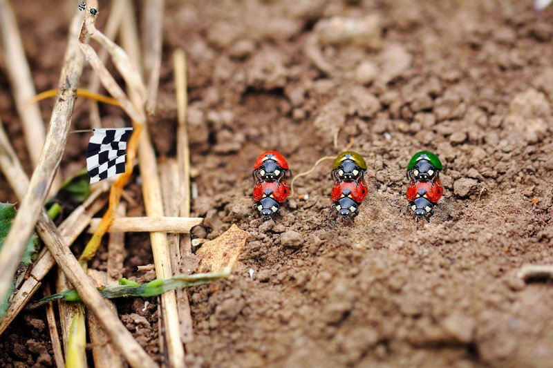 креатив, обработка, концепция, насекомые, букашки, concept, fineart, ladybugs, insects, races На старт, внимание, марш! фото превью