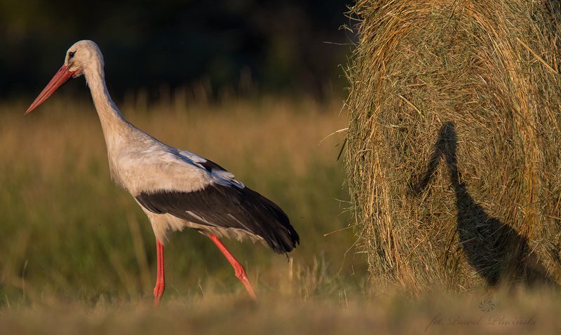 Stork shadow фото превью
