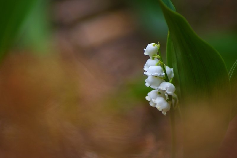 ** фото превью