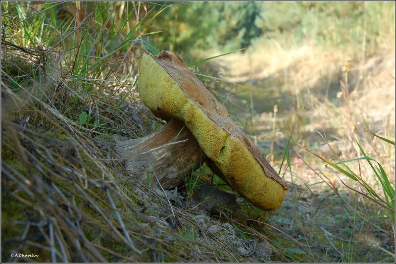 гртб,белый Белый фото превью