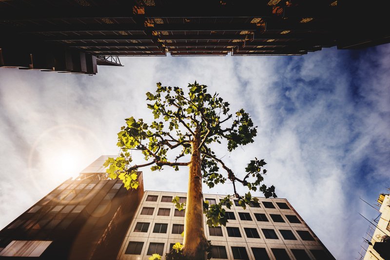 growing thru stone jungle фото превью