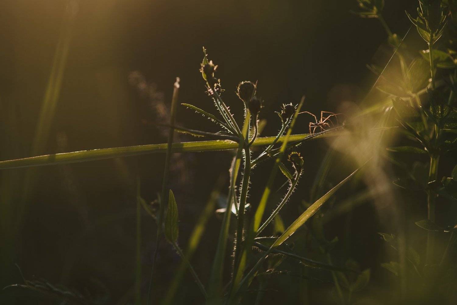 , Григорий Пиль