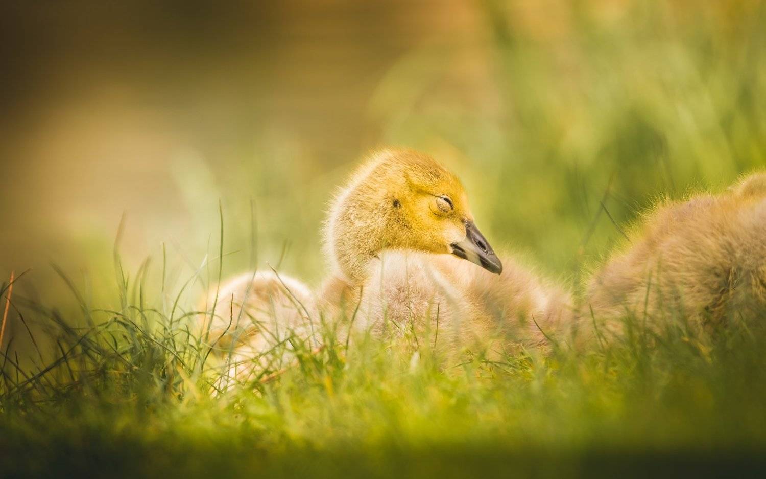 , Илья Данилов