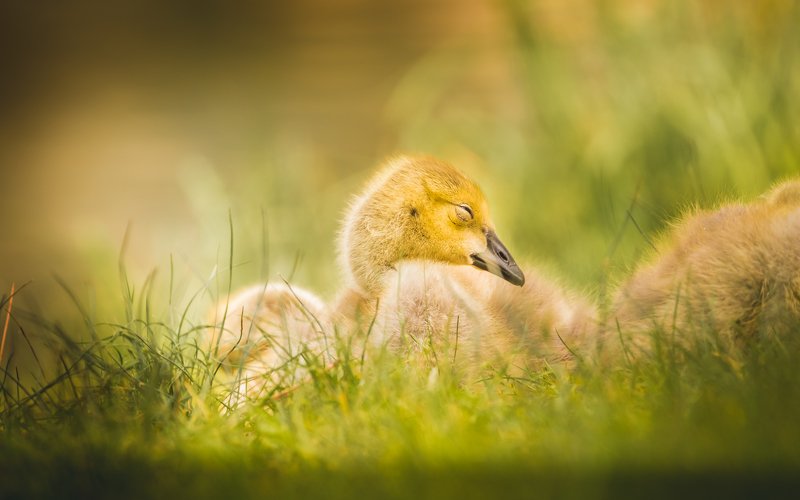 Dreaming фото превью