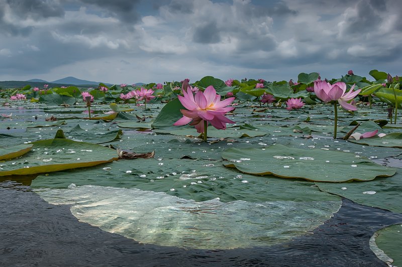 Королевский цветок. фото превью