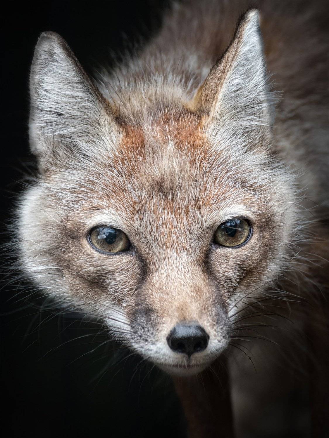 , Андрей Поляков