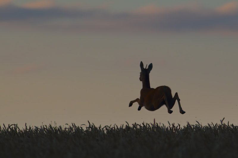 прыг-скок фото превью