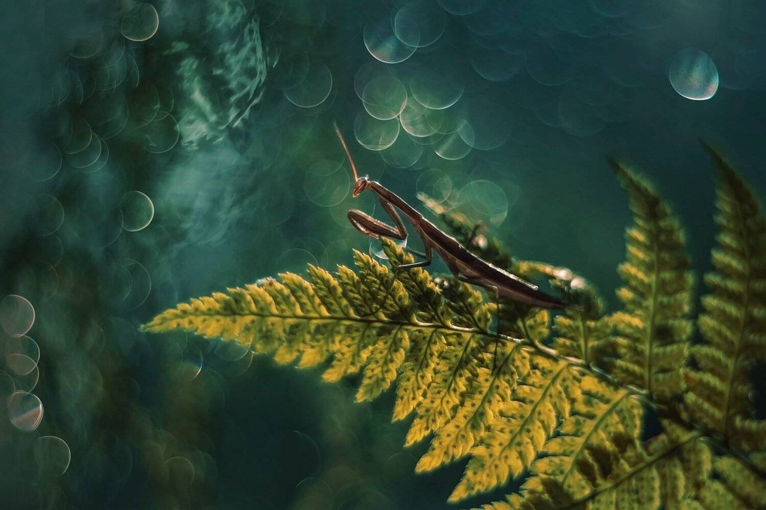 , Лапшина Владлена