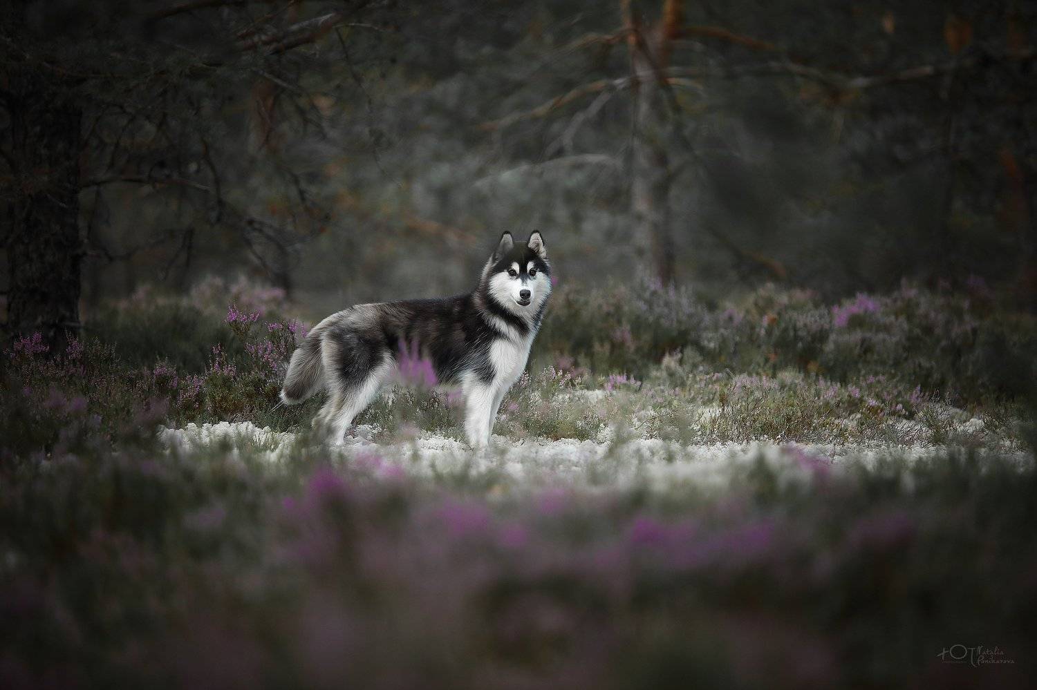 , Наталия Поникарова