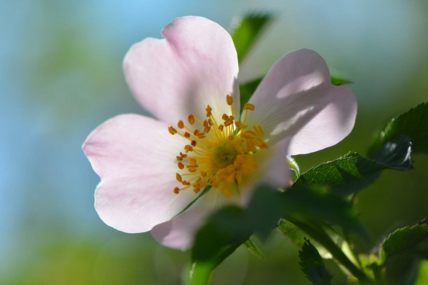 , Юрий Пужалин