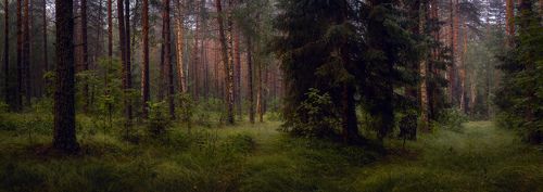 Вечерний лес