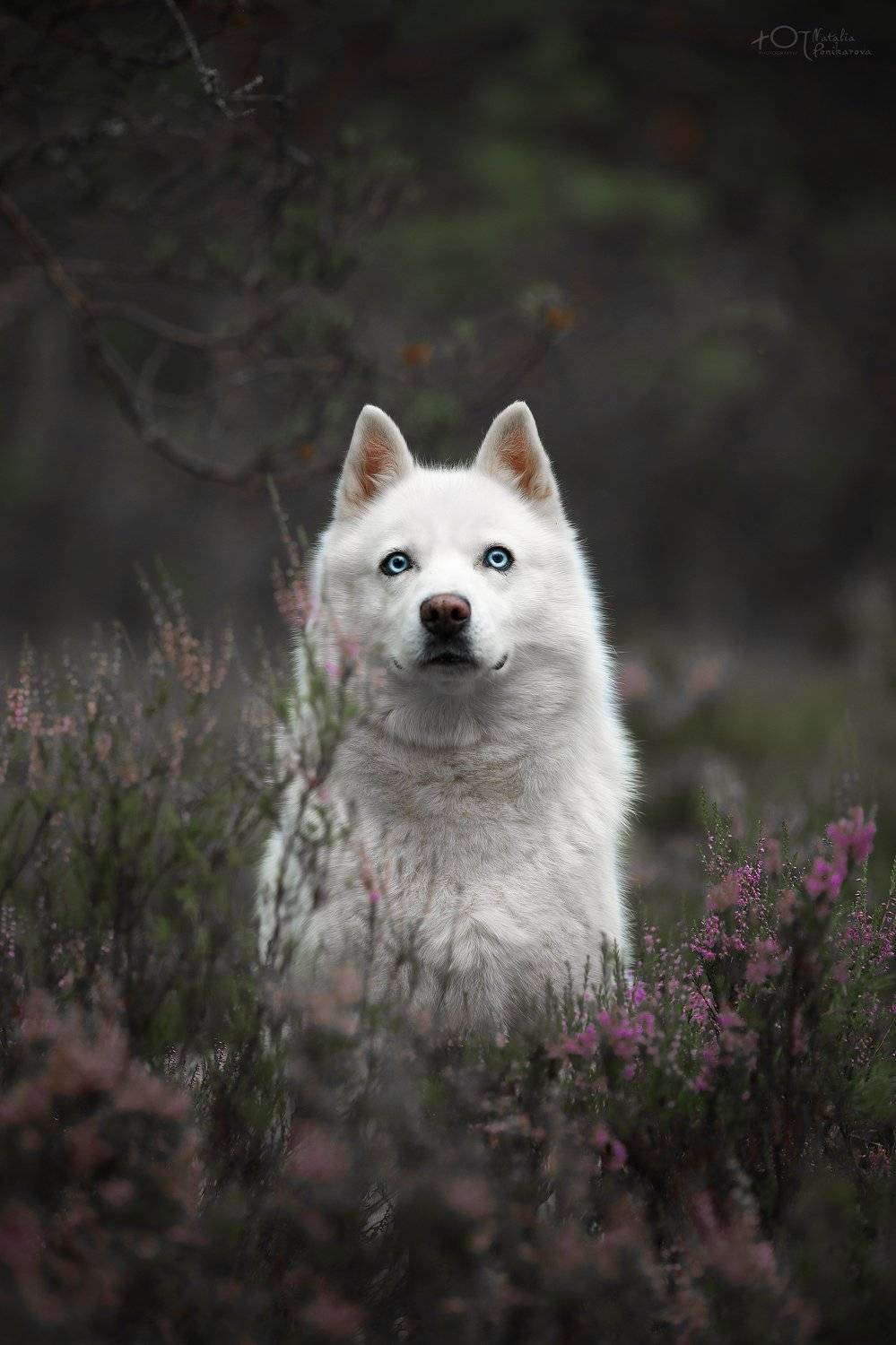 , Наталия Поникарова