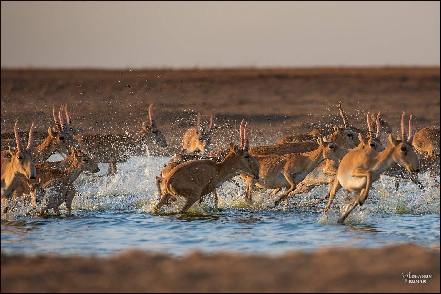заказник, Lobanov Roman