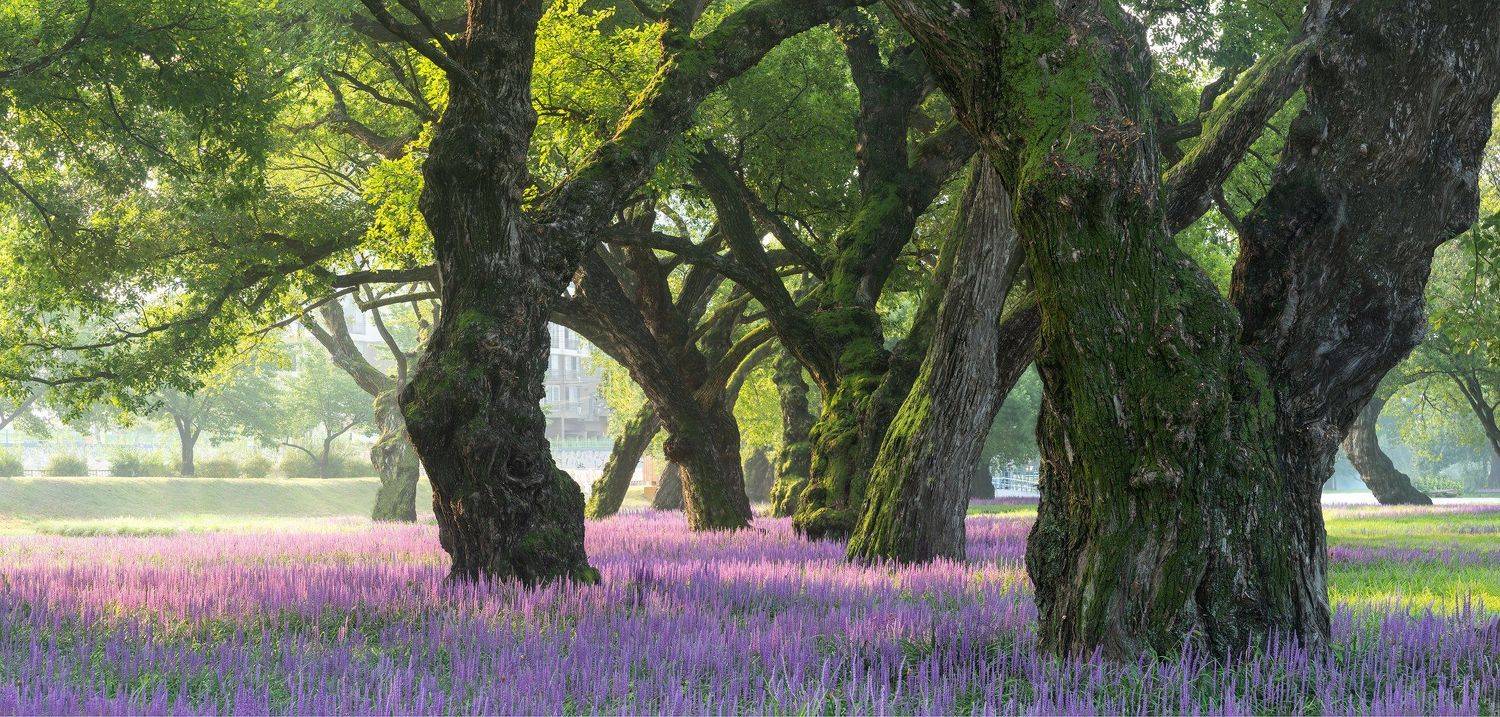 forest, summer, place, korea, light, Jaeyoun Ryu