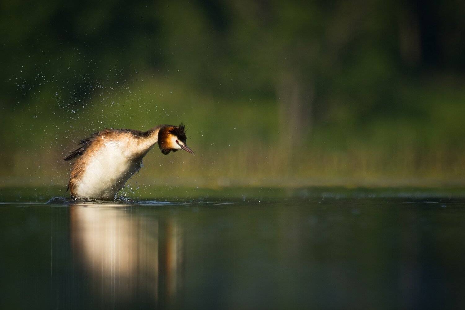 Большая поганка. Автор: Robert Adamec , Robert Adamec