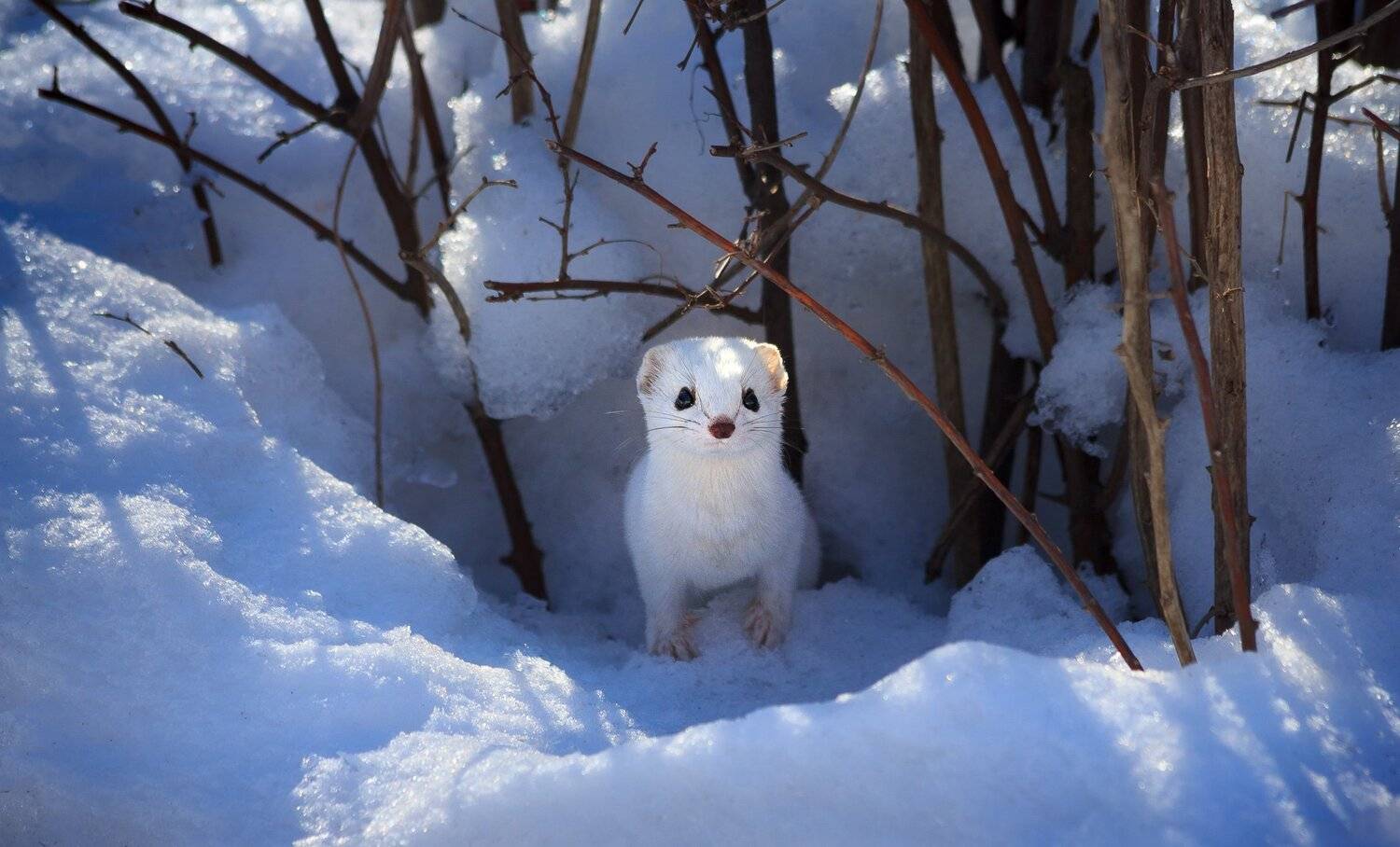 , Алексей Горохов
