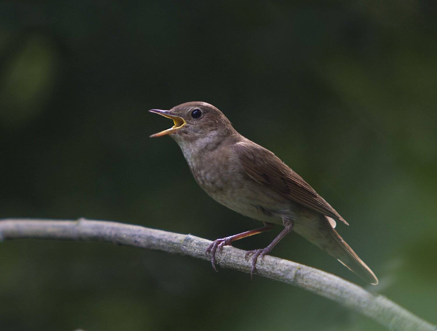 , Петрова Татьяна