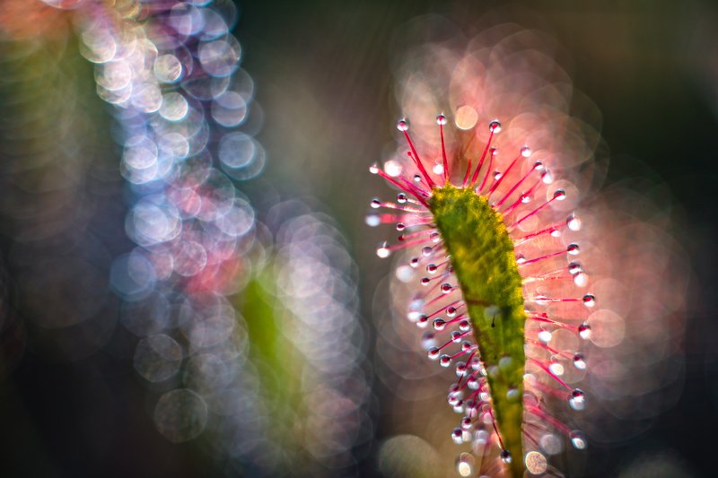 macro, sundew, plants, bokeh, colors Shiny фото превью