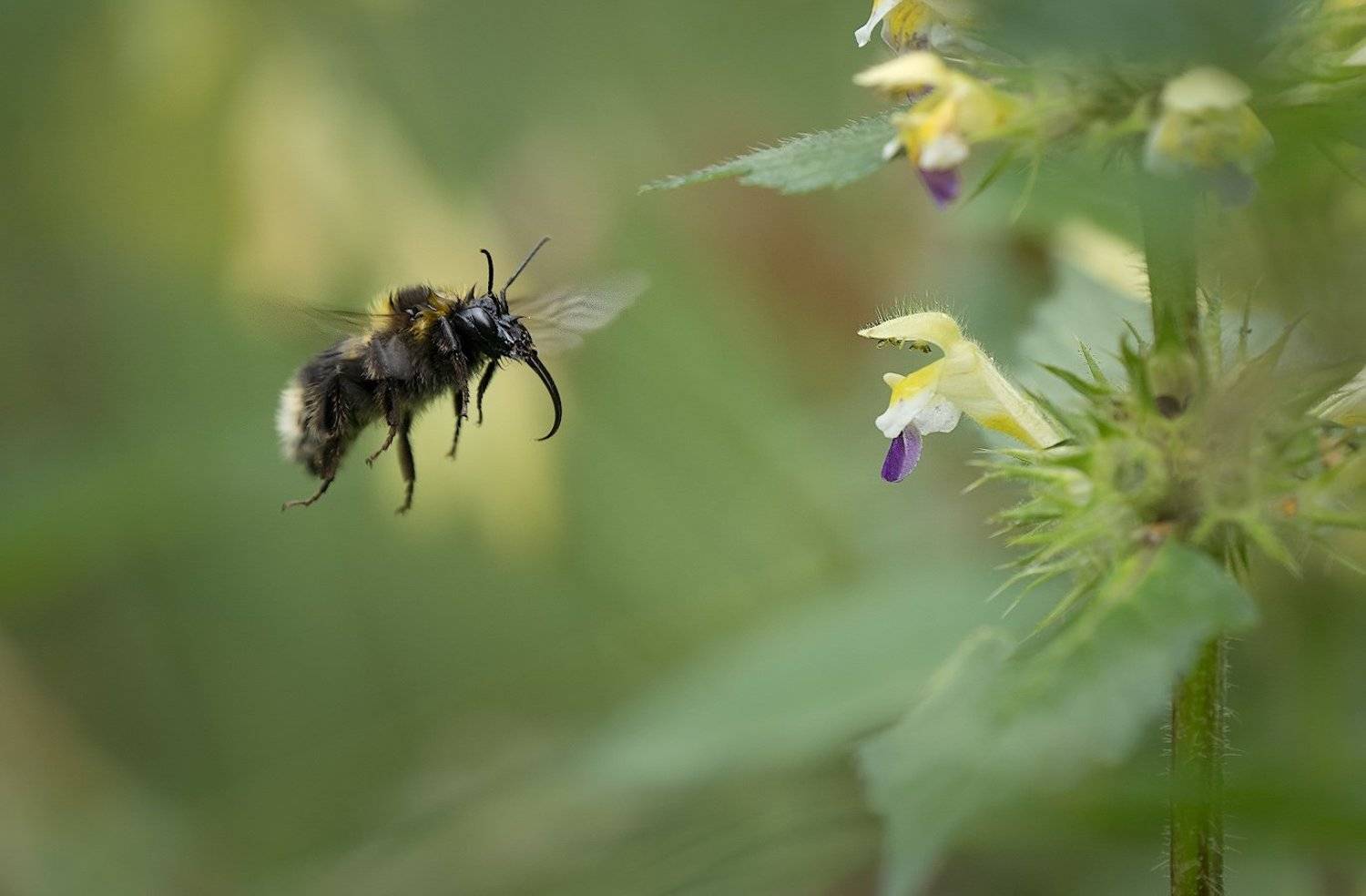 природа, шмель, цветок, полёт, Александр Смолкин