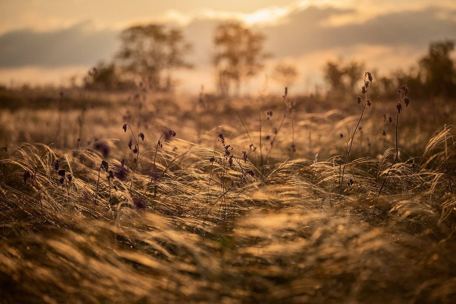 , Илья Михеев