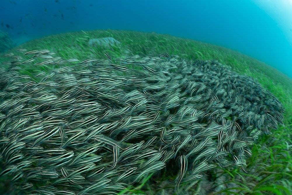 , Андрей Савин