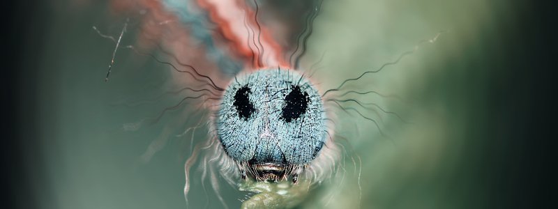 креатив, обработка, концепция, насекомое, букашка, concept, fineart, macro, insect, radiowaves Я волна, радиоволна... фото превью