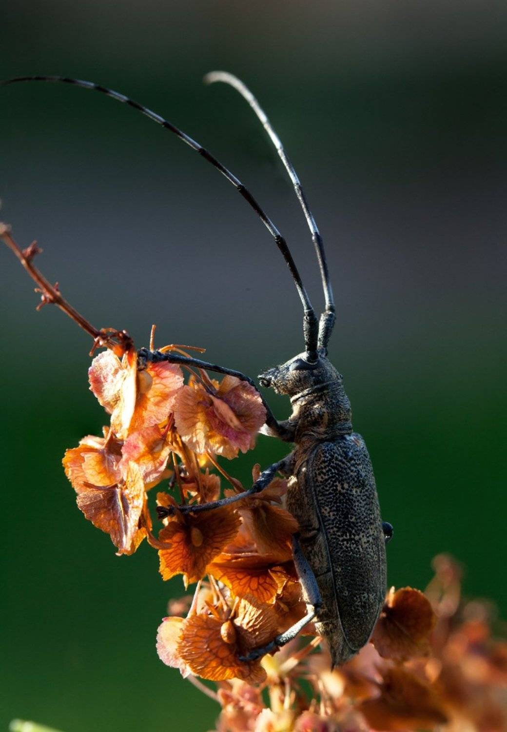 , Евгений Цветков