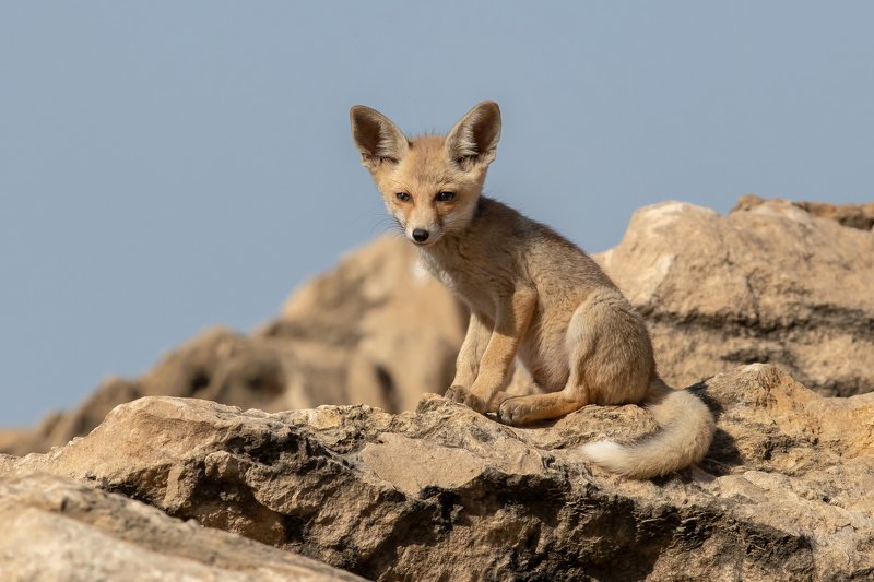 canon1dх mark2,canon600mmf4,israel,jerusalem,nature,wildnature,wildnaturephotography,дикая природа,иерусалим ,израиль, пётр рогов,фотограф,фотоохота,лисята,nature,иерусалим,jerusalem,wildnaturephotography,nakedplanet,natgeoyourshot,natgeo,bbcearth Лисёнок фото превью