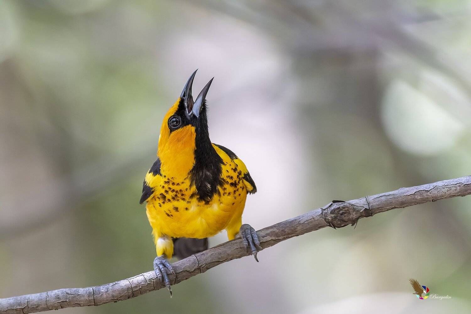 , Fernando Burgalin Sequeira