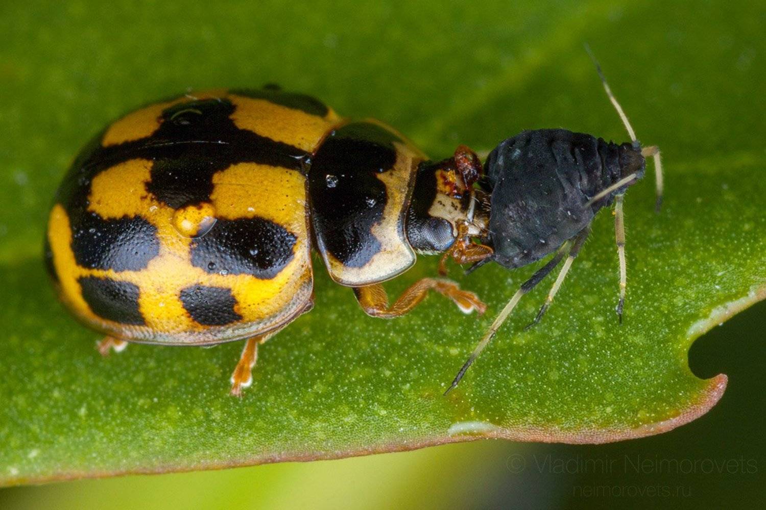 14-spotted ladybird, Propylea quatuordecimpunctata, lady beetle, 14-spotted ladybird beetle, P-14 ladybug, aphids, blackfly, bean aphid, beet leaf aphid, black bean aphid, Aphis fabae, green, Pudomyagi, Gatchina district, Leningrad Region, Russia, Владимир Нейморовец