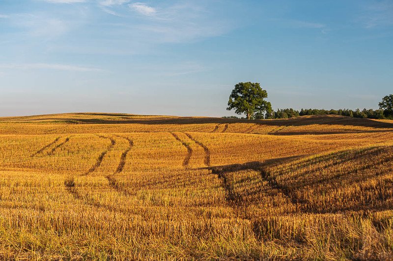 Summer line фото превью