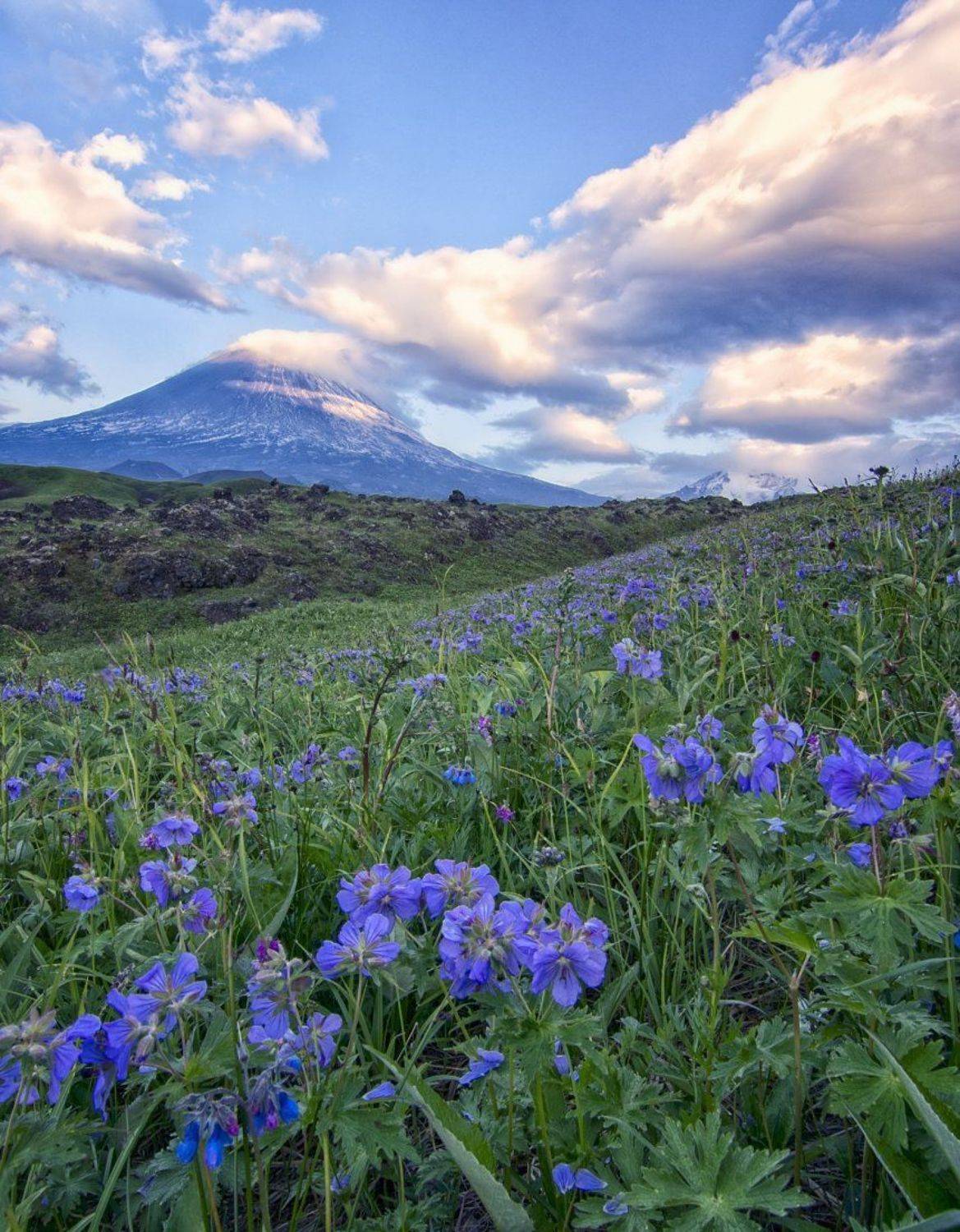 камчатка,цветы,вулканы., Анатолий Салтыков