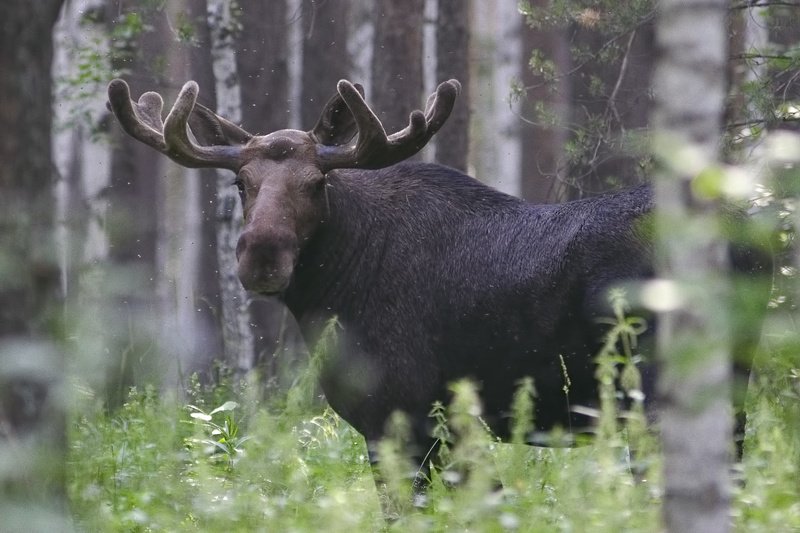 *** фото превью