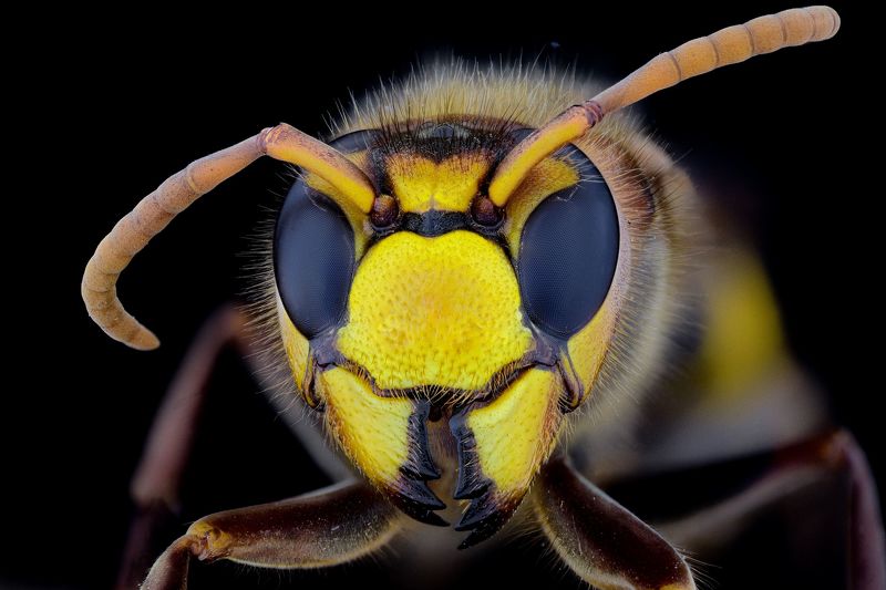 hornet фото превью