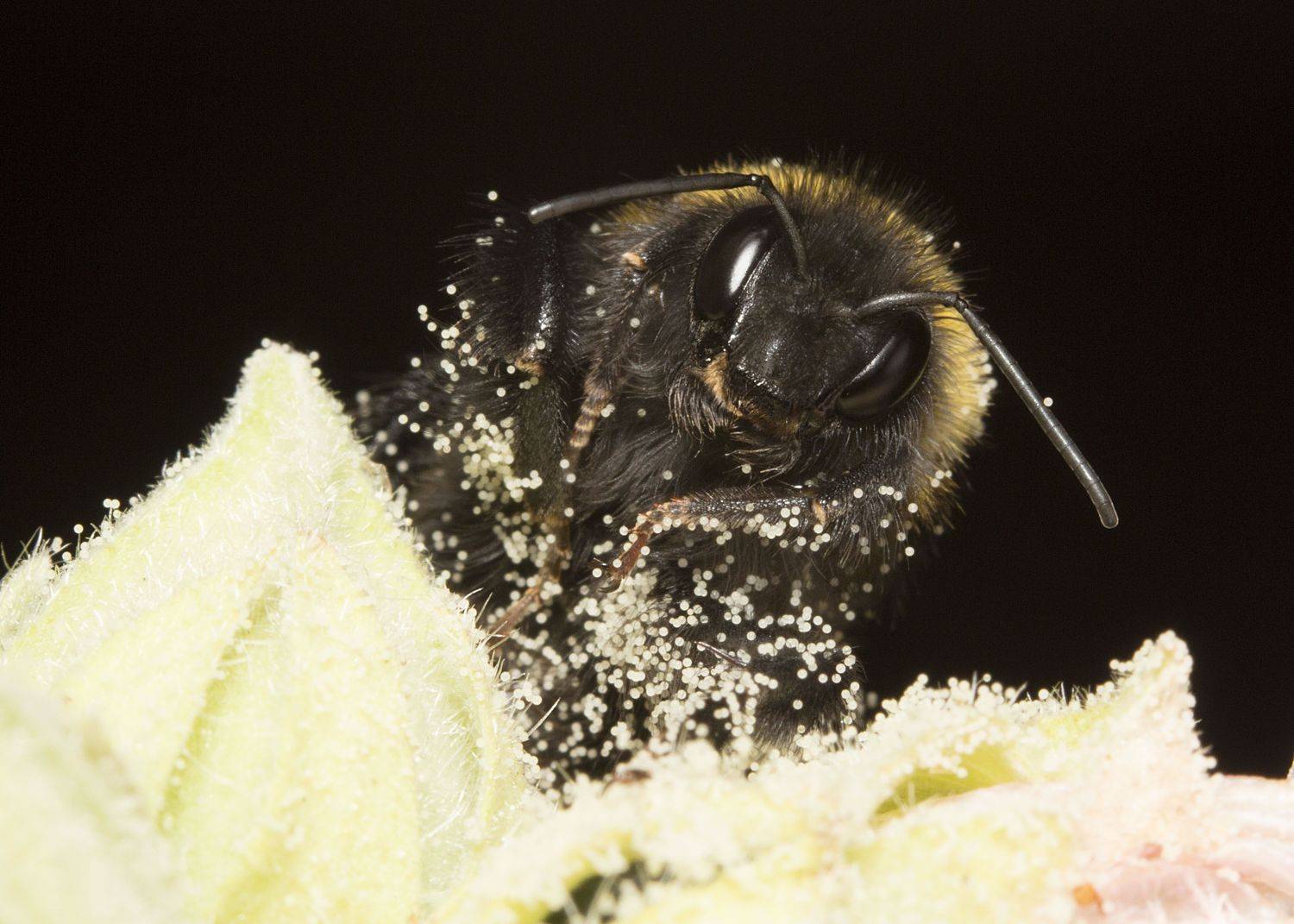 шмель мальва пыльца, Марина Кулакова