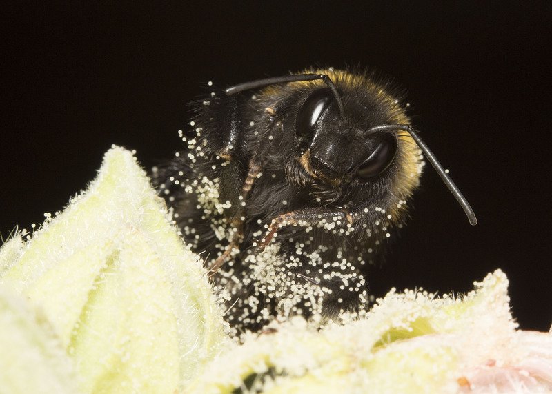 шмель мальва пыльца На снежной трассе. фото превью