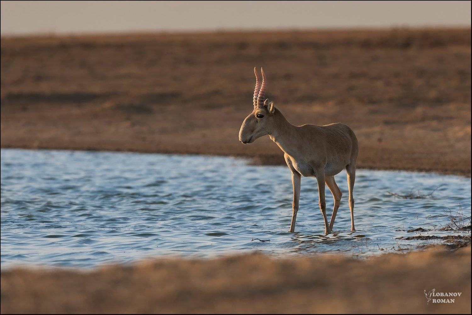 сайгак, государственный, природный, заказник, Lobanov Roman
